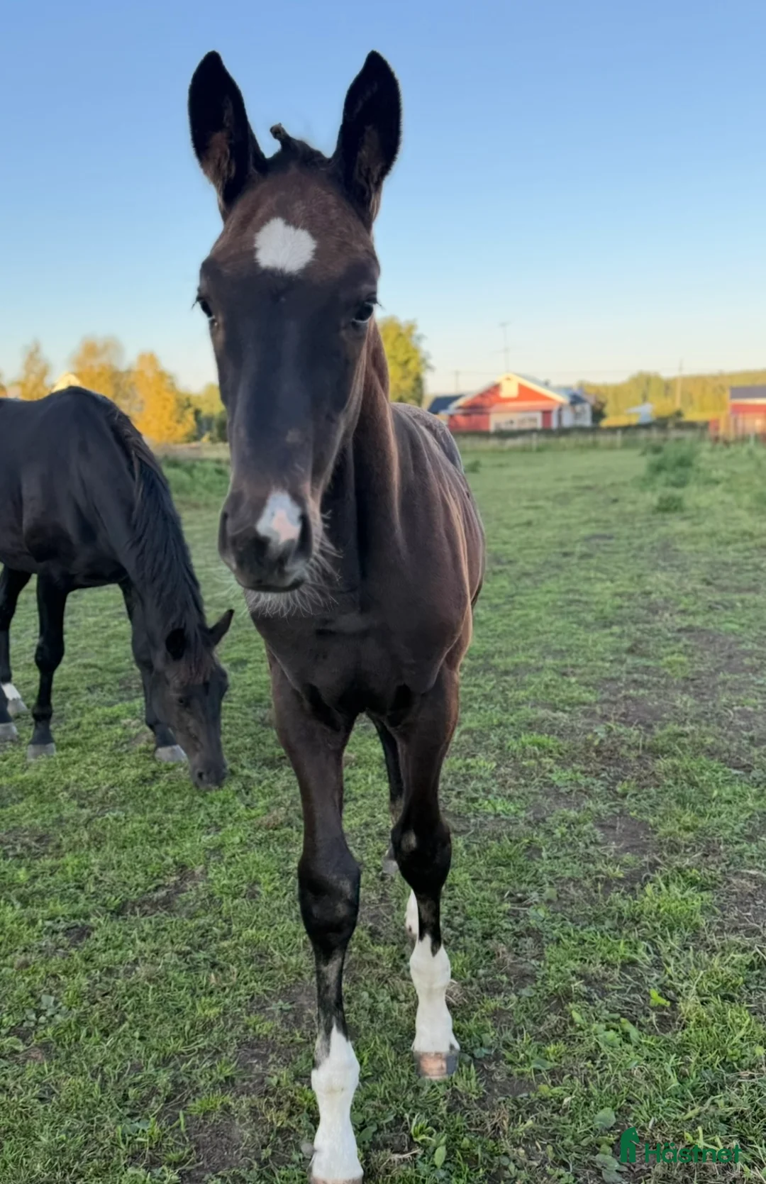 Dressyr hästar till salu: Hingstföl efter Skyline to B - Annons 1