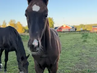 hästar Hingstföl efter Skyline to B - Annons 1