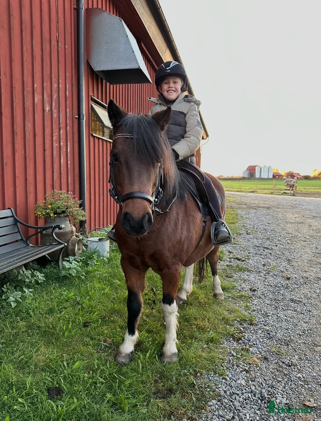 Allround hästar till salu: Den ultimata barnponnyn  - Annons 10