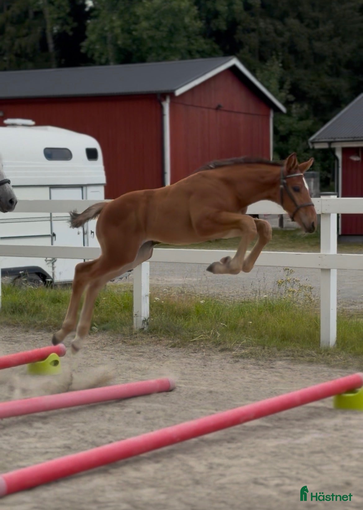  hästar till salu: Fantastiskt hingst föl e Excelsior Optimus - Annons 2