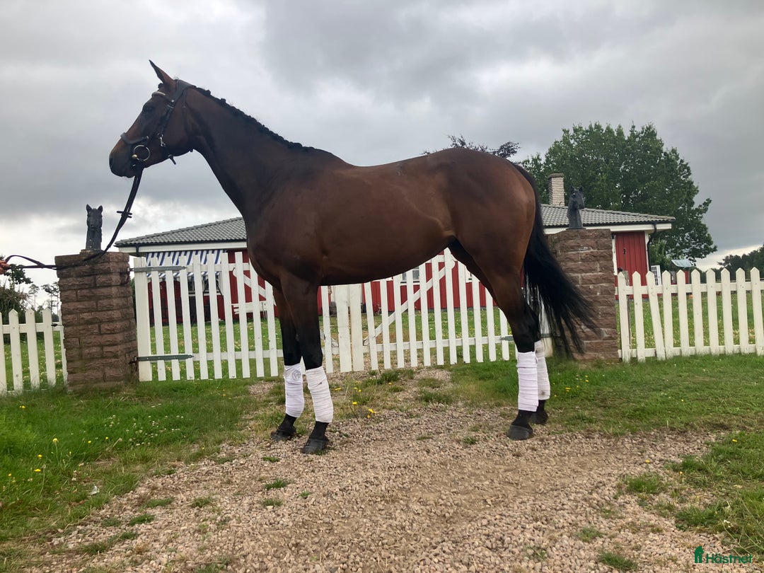 Allround hästar till salu: Vacker som en tavla  i Skara - Annons 1