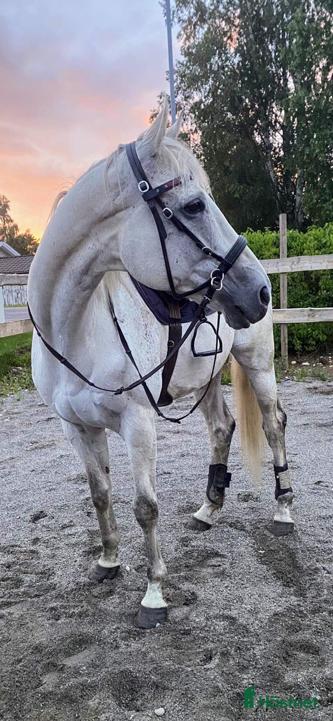 Allround hästar till salu: Min fina prins i Söderala - Annons 2