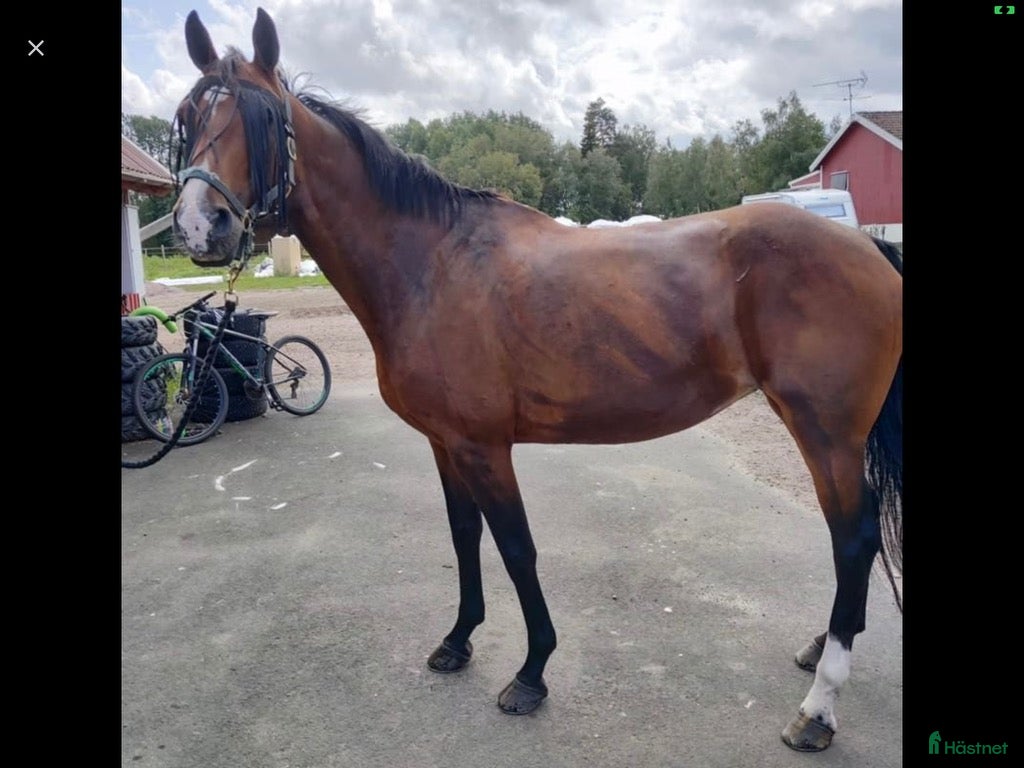  hästar Sött sto med fin stam - Annons 5