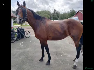 hästar Sött sto med fin stam - Annons 5