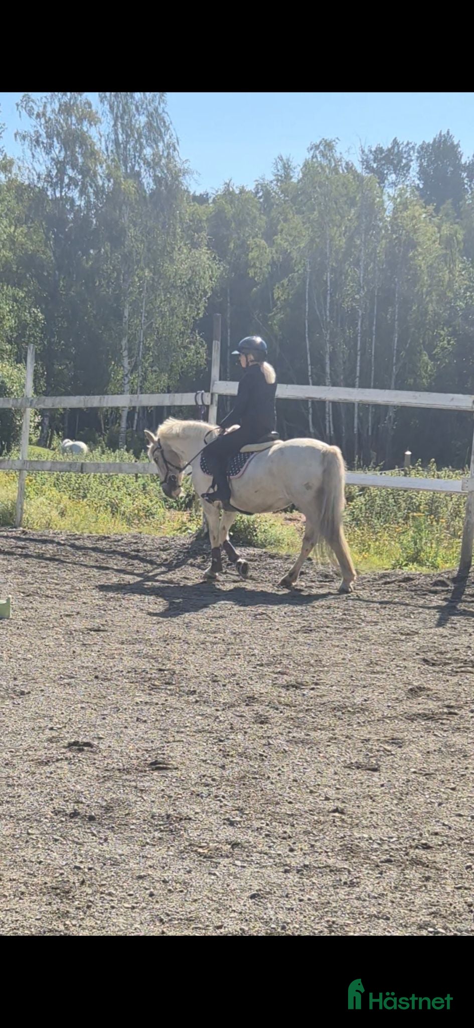Allround hästar till salu: Maxad B-ponny - Annons 2
