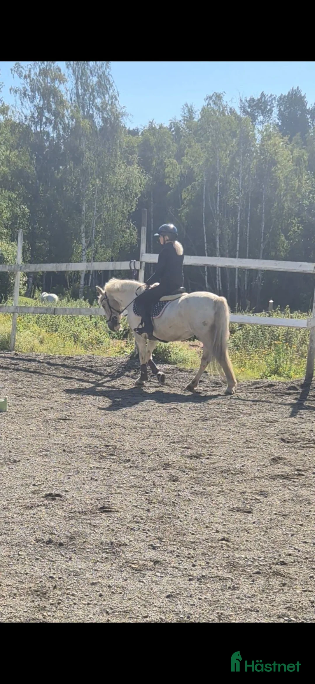 Allround hästar till salu: Maxad B-ponny i Jättendal - Annons 1