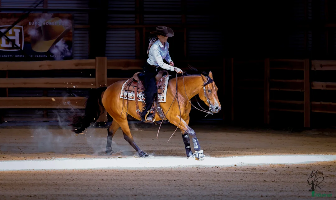 Western hästar till salu: 6 årigt quartersto - Annons 4