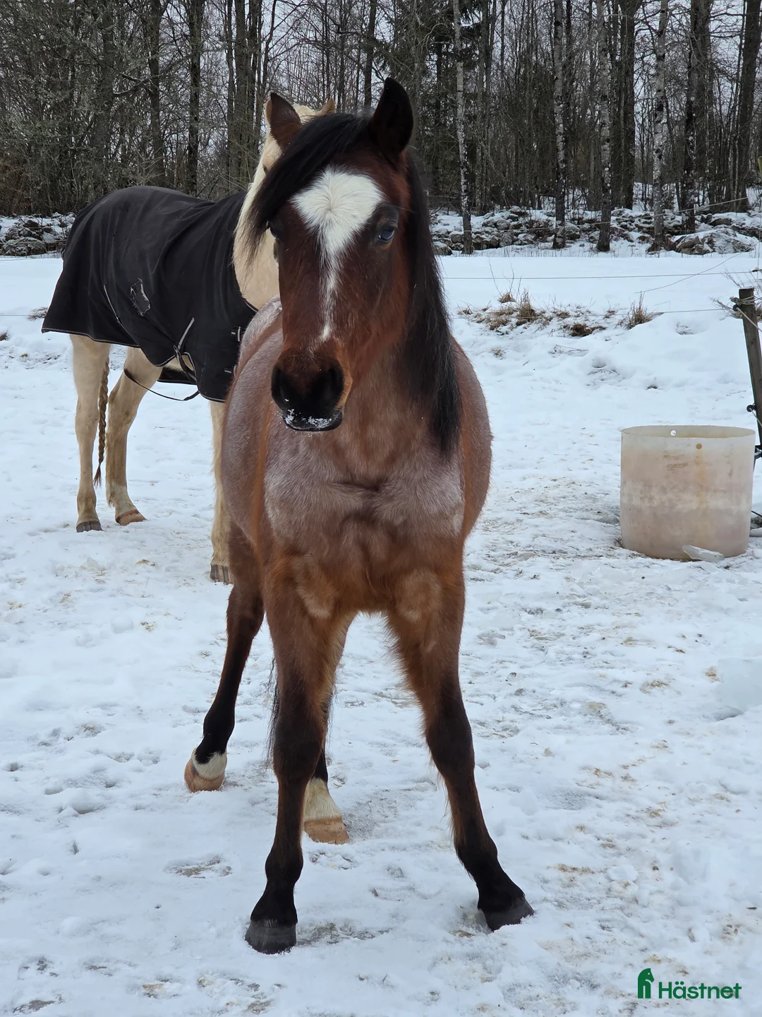 Allround hästar till salu: Welsh partbred - Annons 5