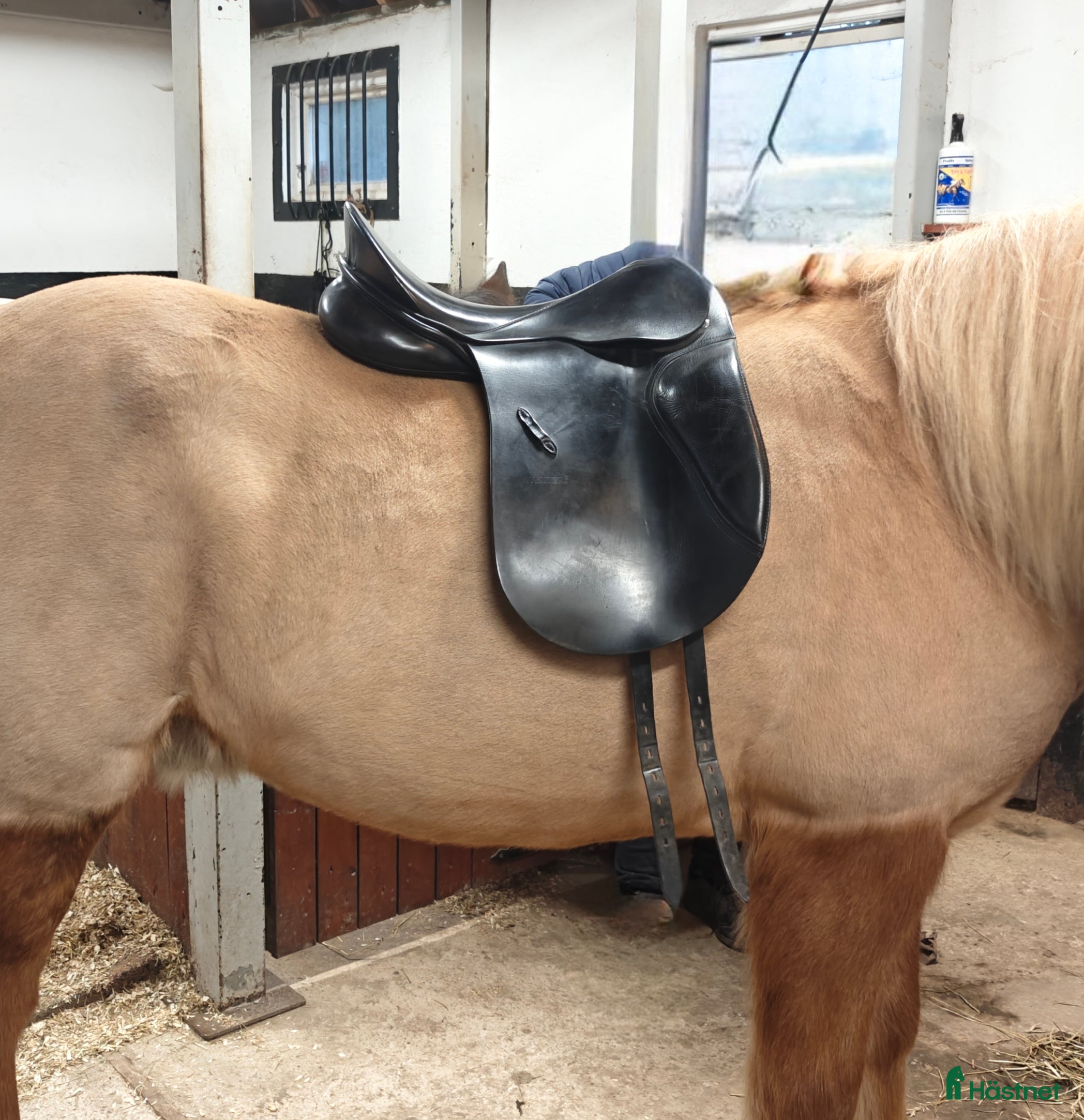 Sadlar hästutrustning till salu: Passier Hannover dressyrsadel i Eslöv - Annons 3