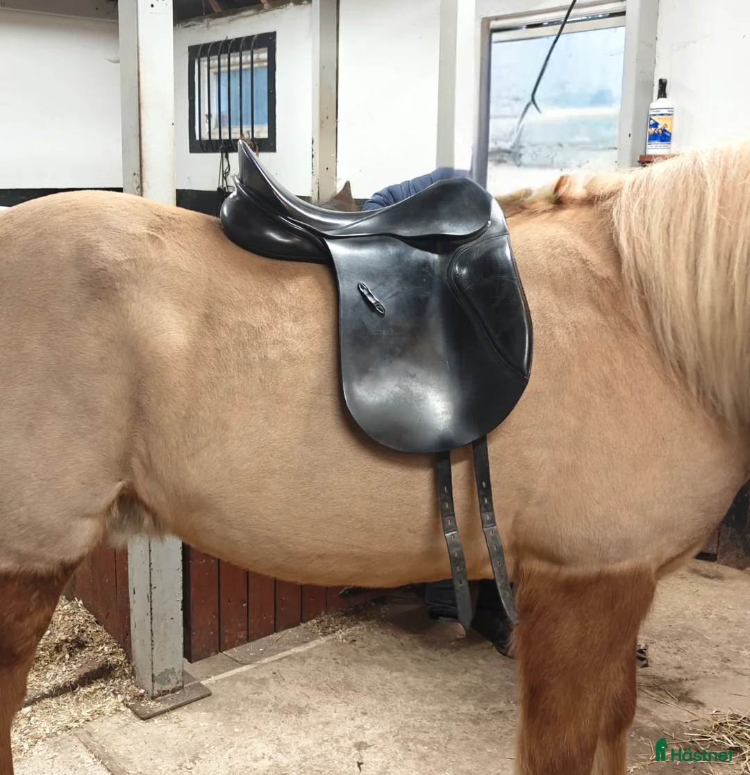 Sadlar hästutrustning till salu: Passier Hannover dressyrsadel i Eslöv - Annons 1