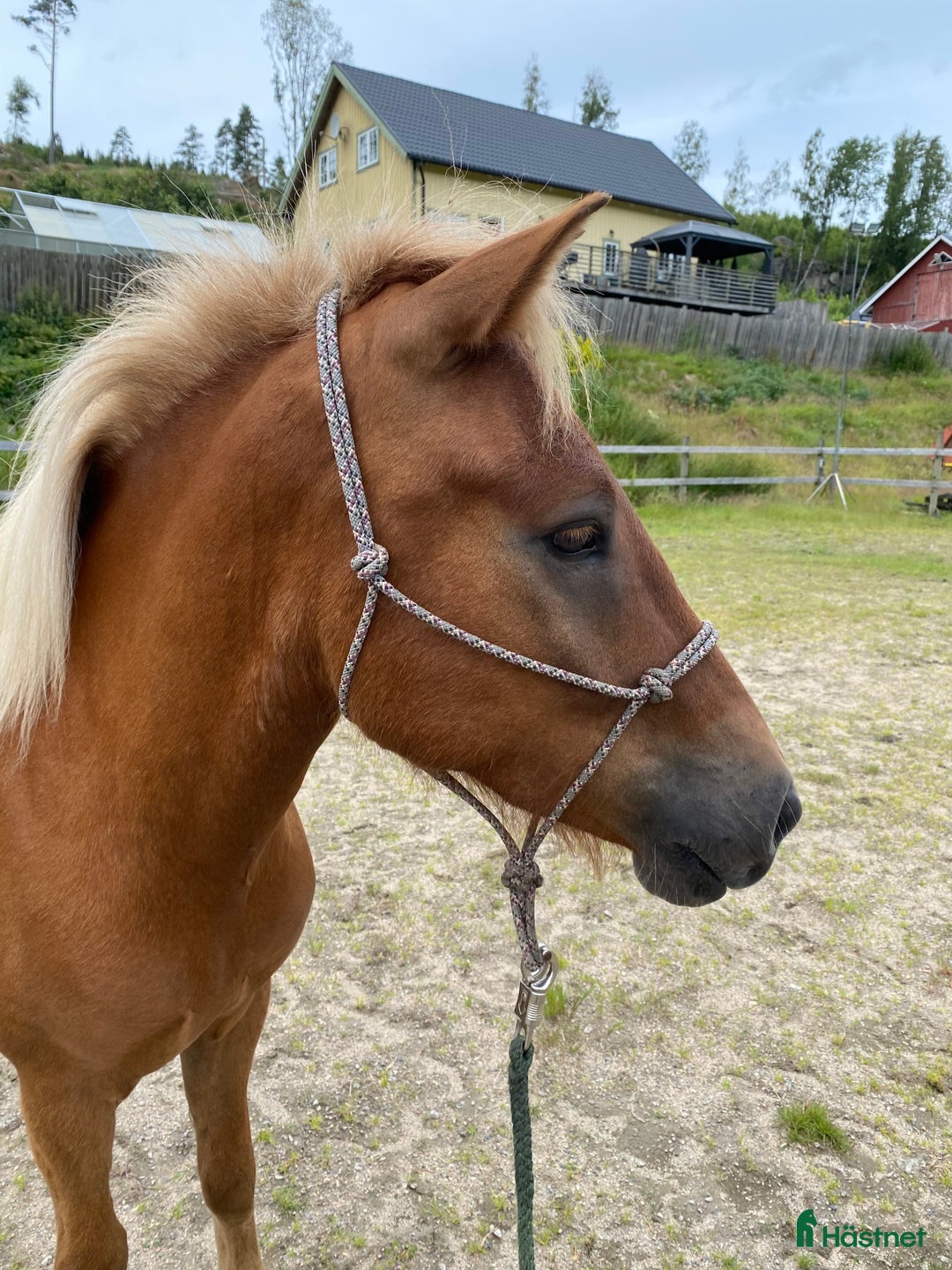 Island hästar till salu: Trevlig islänning i Rävlanda - Bild 3