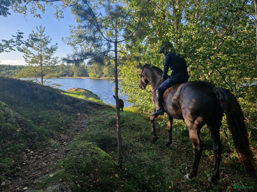 Allround hästar till salu: Elegant multi-talang i Svärtinge - Annons 11
