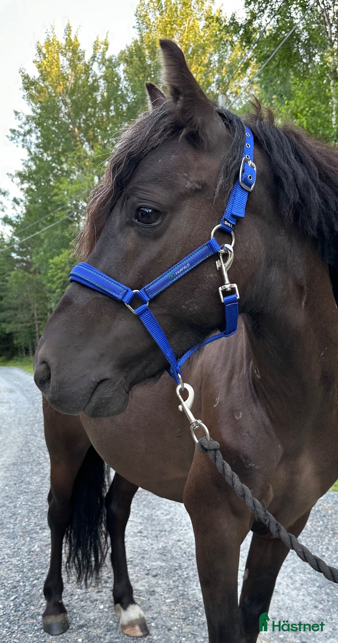 Allround hästar till salu: Pigg och glad B-ponny valack till salu  - Annons 1