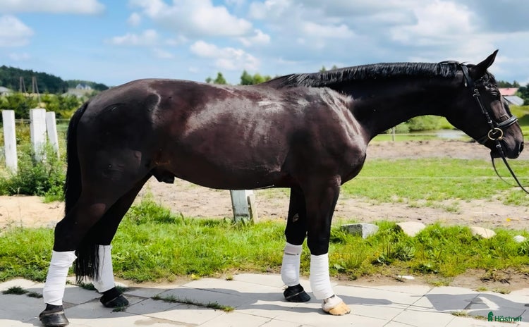  foderhäst i Gränna - Annons 18