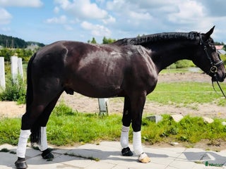 foderhäst Stor Häst uthyres i Gränna - Annons 12