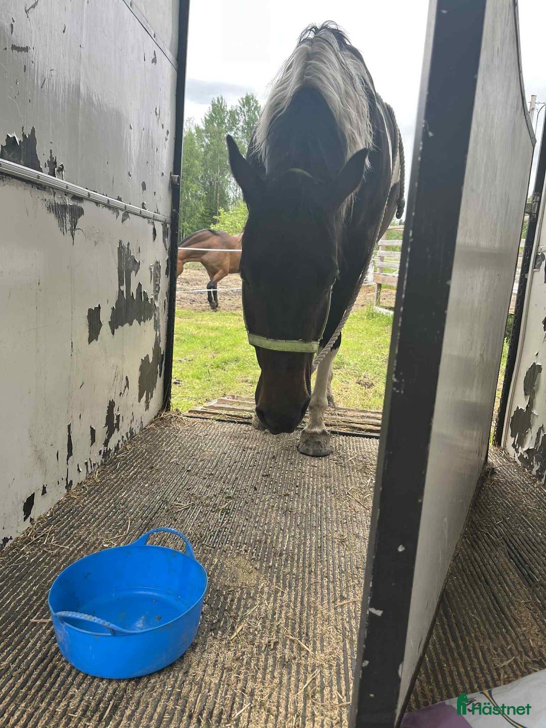  hästservice finnes: Inridning/tillridning i Nyköping - Annons 6