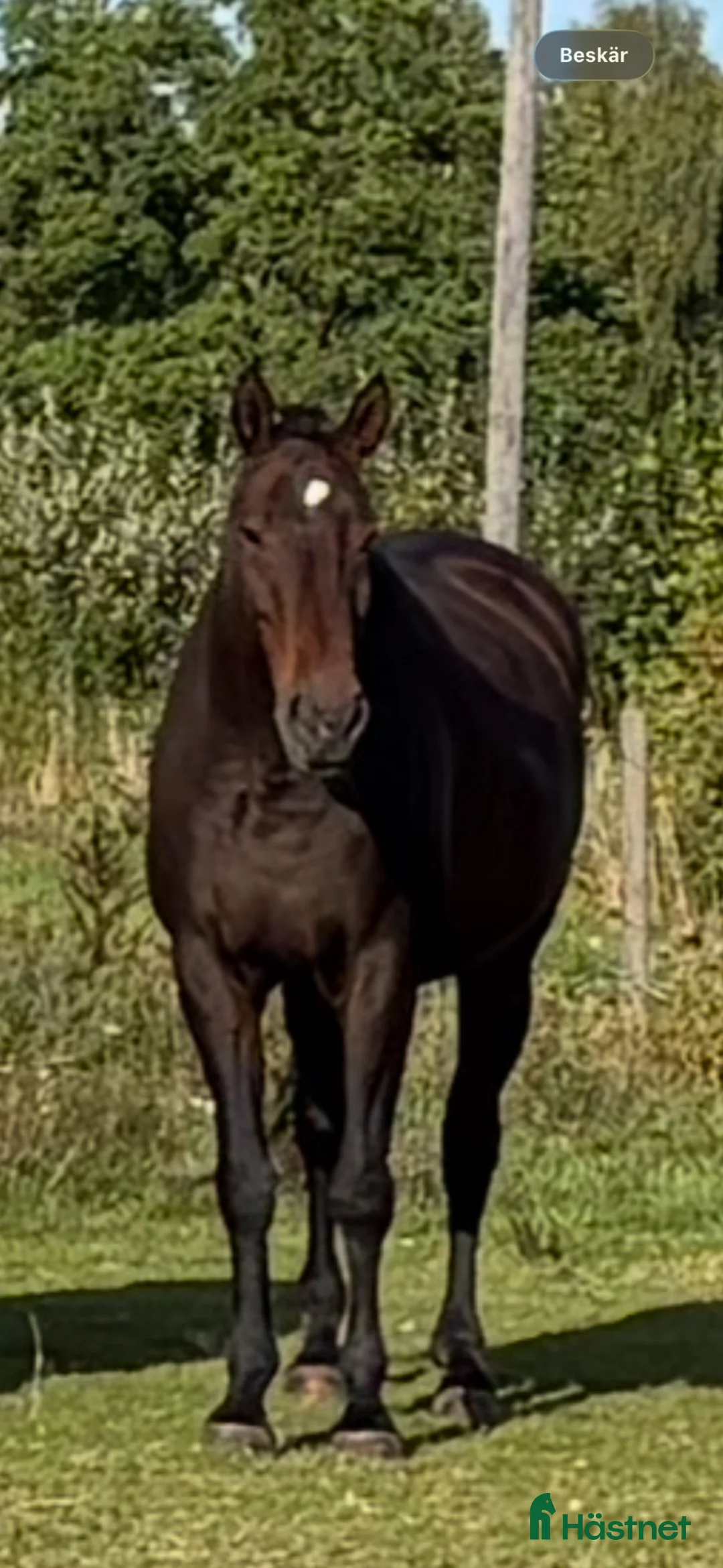 Allround hästar till salu: Mysigt sto e. Okeanos ue. kaliber - Annons 1