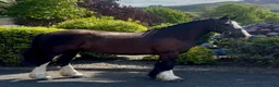 Allround hästar till salu: Very Smart Irish Cob - Annons 3