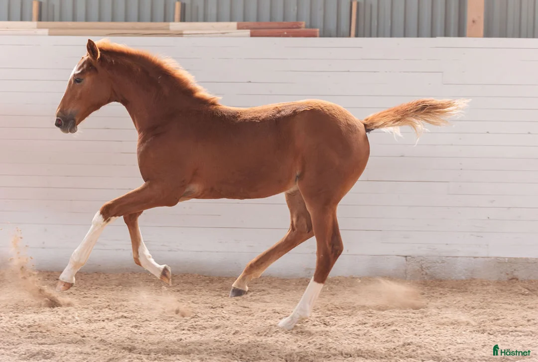 Hoppning hästar till salu: Blivande stjärna⭐⭐ i Tierp - Annons 2