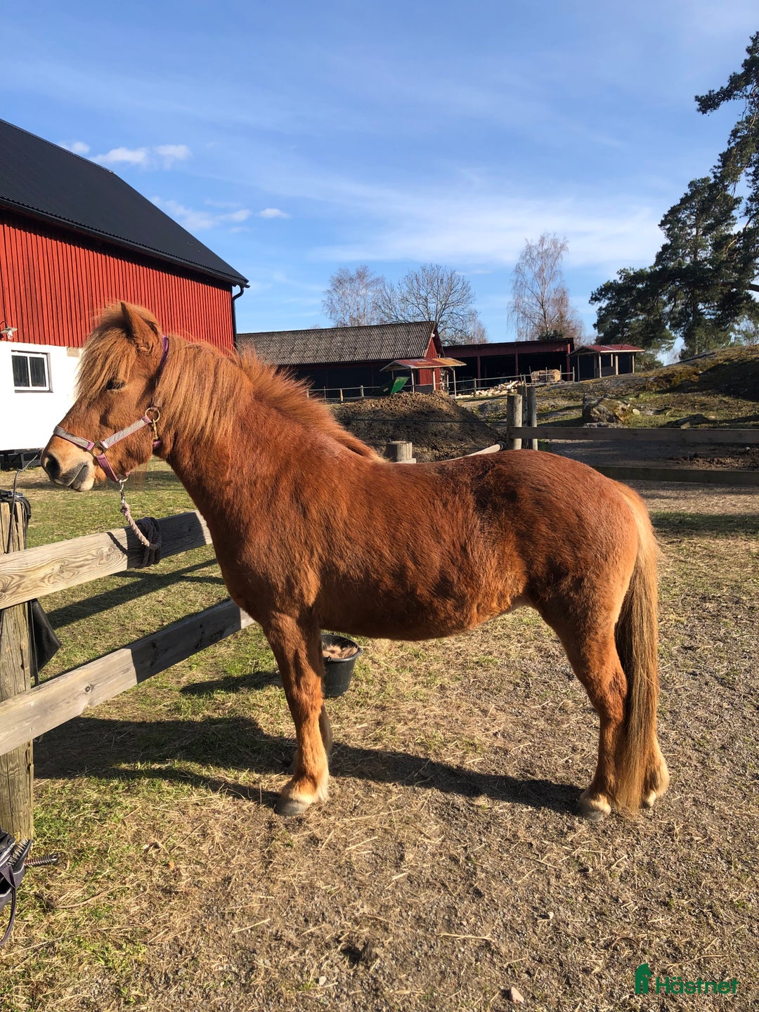 Island hästar till salu: Vackert islandssto i Täby - Annons 8