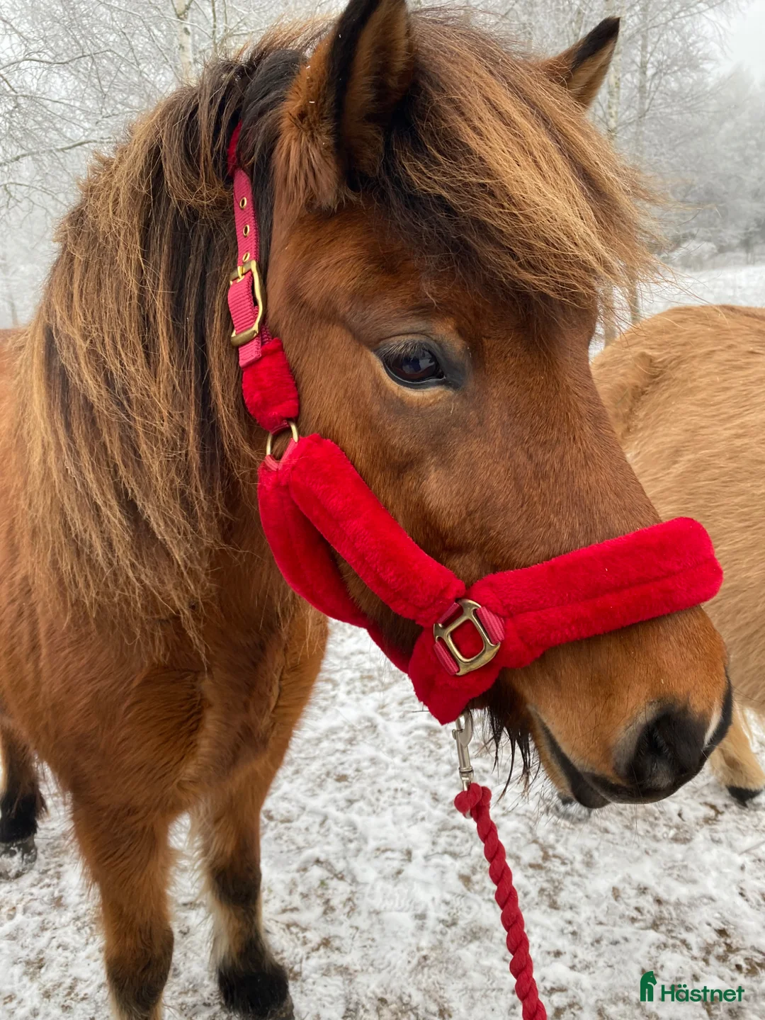 Island hästar till salu: Snäll hobbyhäst  - Annons 2