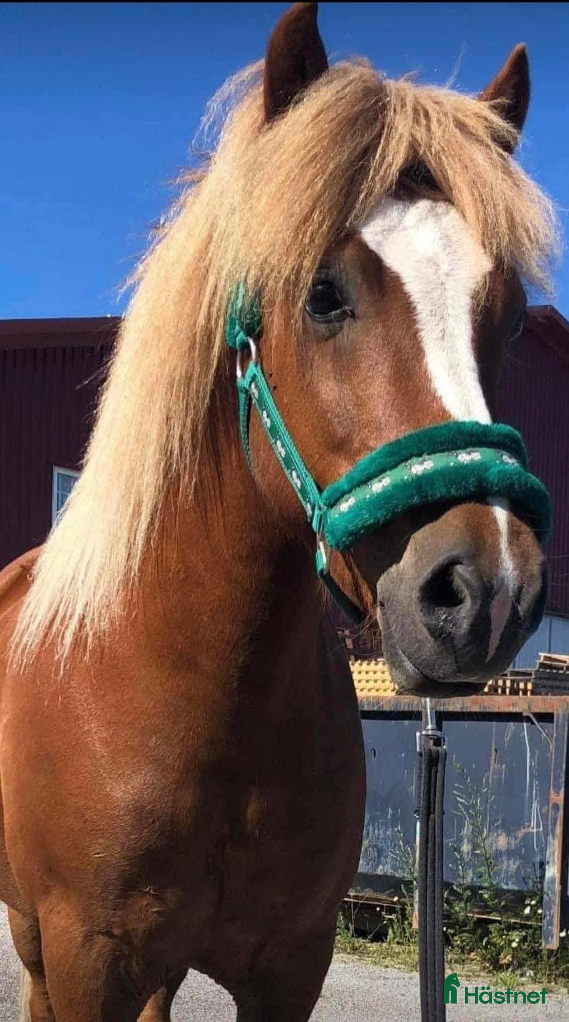  hästar Flera fina hästar med talang i Stockholm - Annons 4