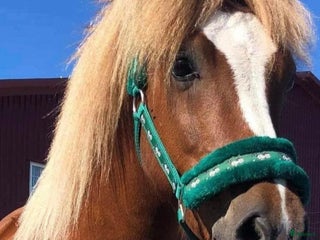 hästar Flera fina hästar med talang i Stockholm - Annons 4