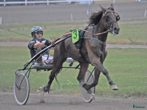  hästar Avelssto i Visby - Annons 2