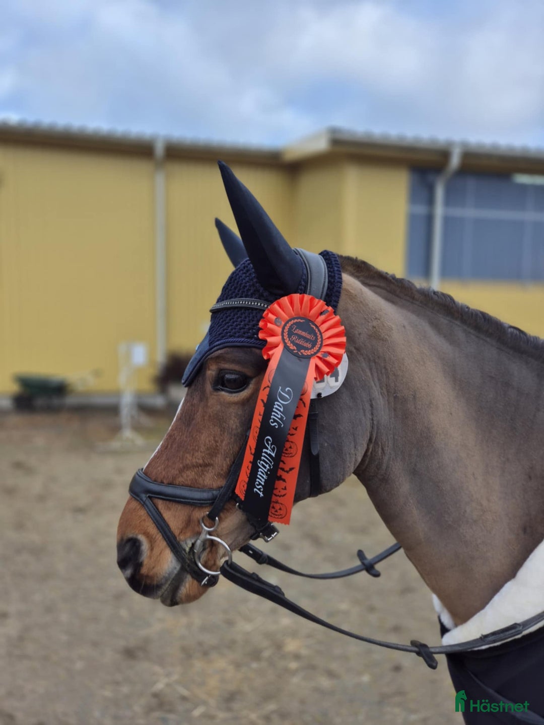 Allround hästar till salu: Fin allroundponny i Rydaholm - Annons 8