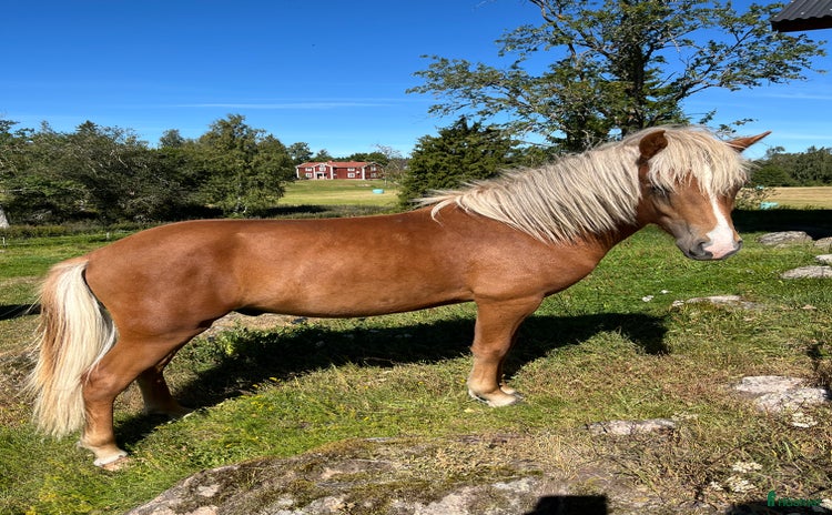  hästar i Nässjö - Annons 3