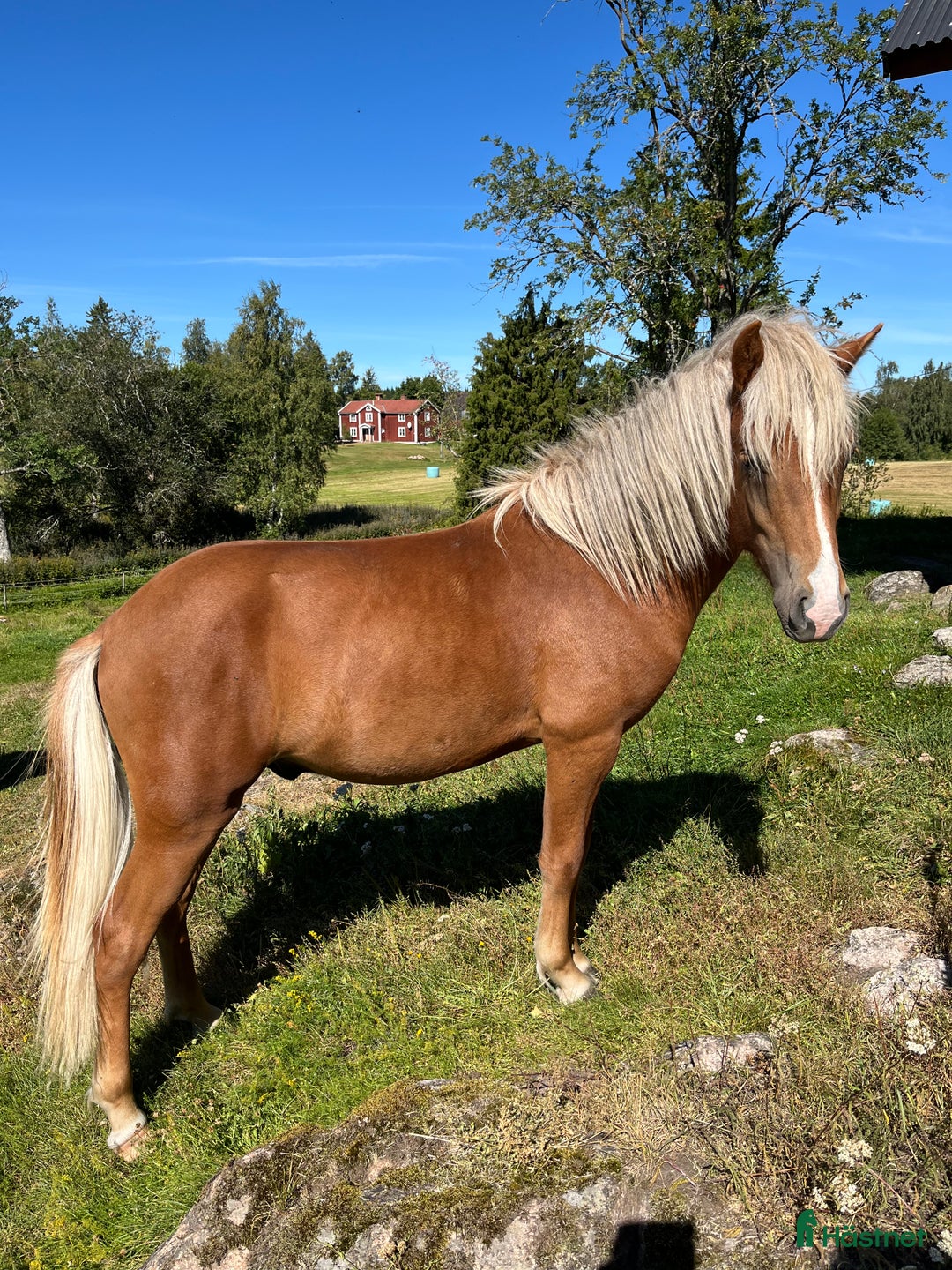 Island hästar till salu: Snäll charmig och snygg hingst i Nässjö - Annons 1