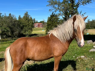 hästar Snäll charmig och snygg hingst i Nässjö - Annons 18