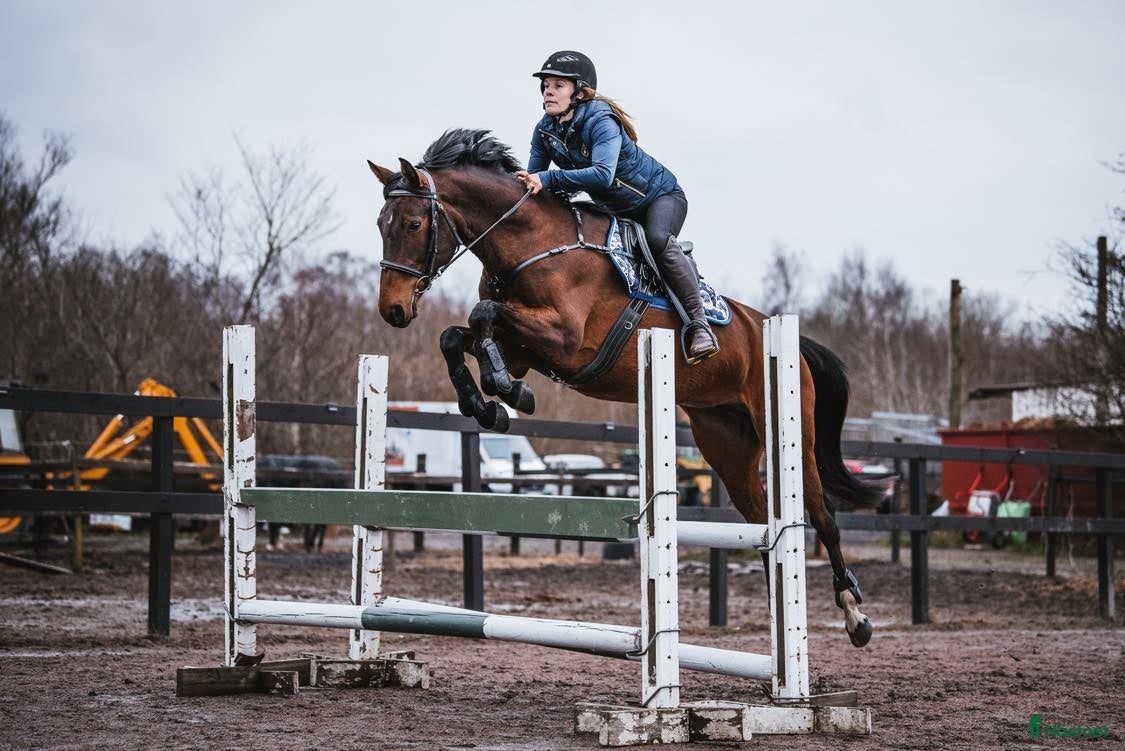  hästar Swb sto till Avel  i Dalby - Annons 4