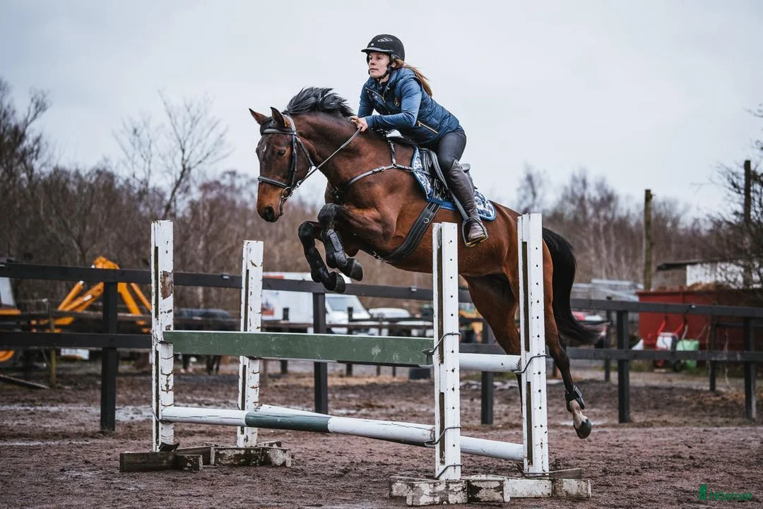 Avelshästar hästar till salu: Swb sto till Avel  i Dalby - Annons 1