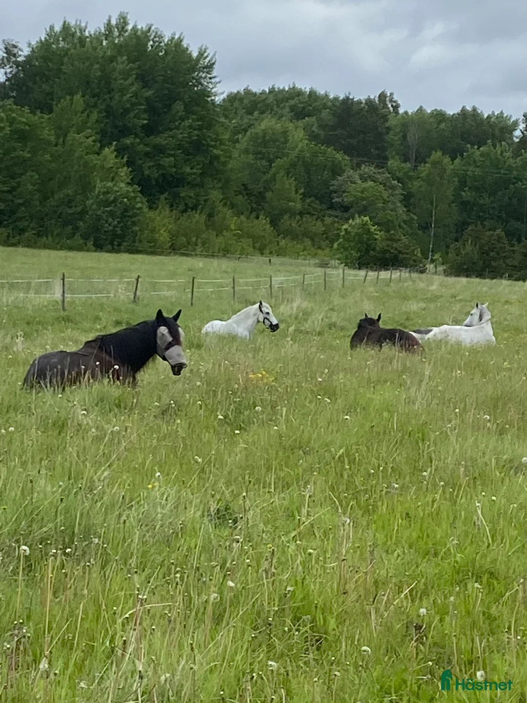  stallplats finnes: Sommarbete med fullskötsel - Annons 3