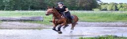  medryttarhäst sökes: Medryttarhäst sökes i Nyköping  i Nyköping - Annons 4
