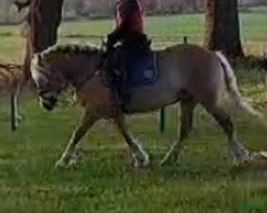 Allround hästar till salu: Jätte snäll och lugn pony  i Falköping - Annons 2