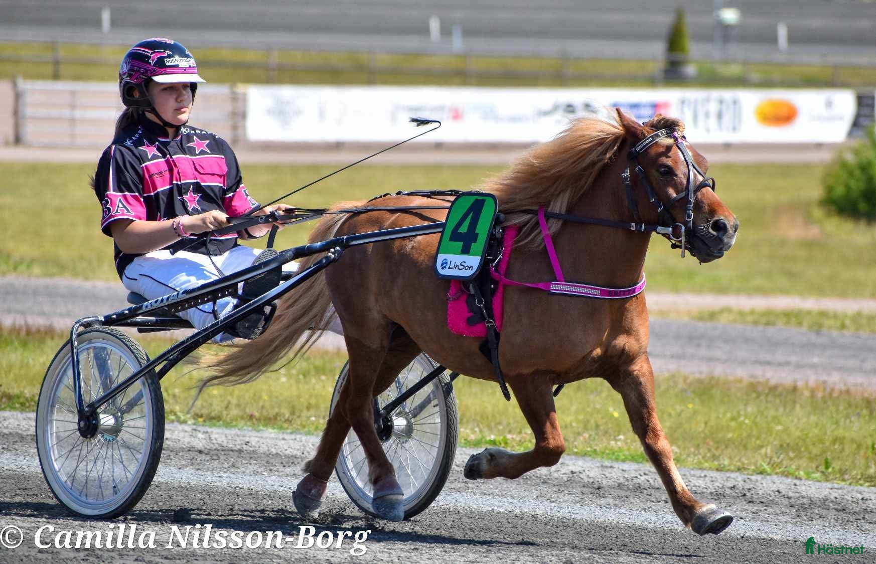  hästar Trevliga, snälla och duktiga travponnys till salu i Örebro - Annons 2