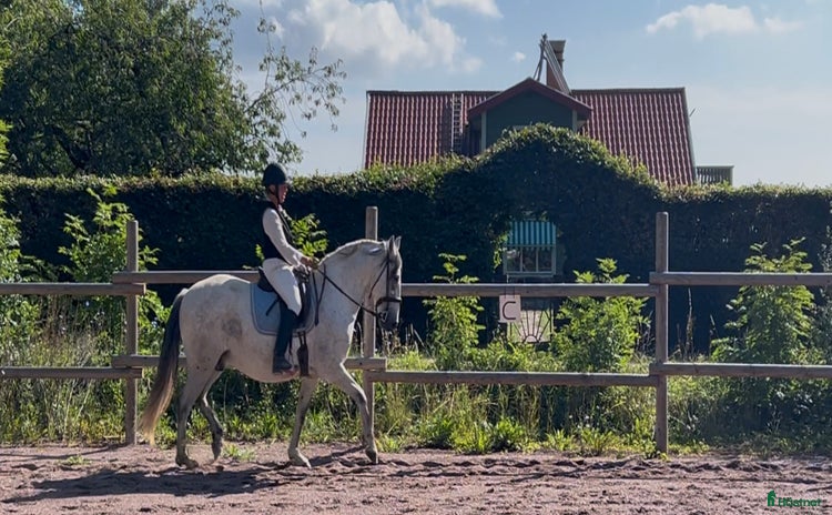  hästar i Borgholm - Annons 16