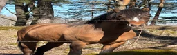 Hoppning hästar till salu: Delikat, charmig , Trevlig ponnykille  - Annons 11
