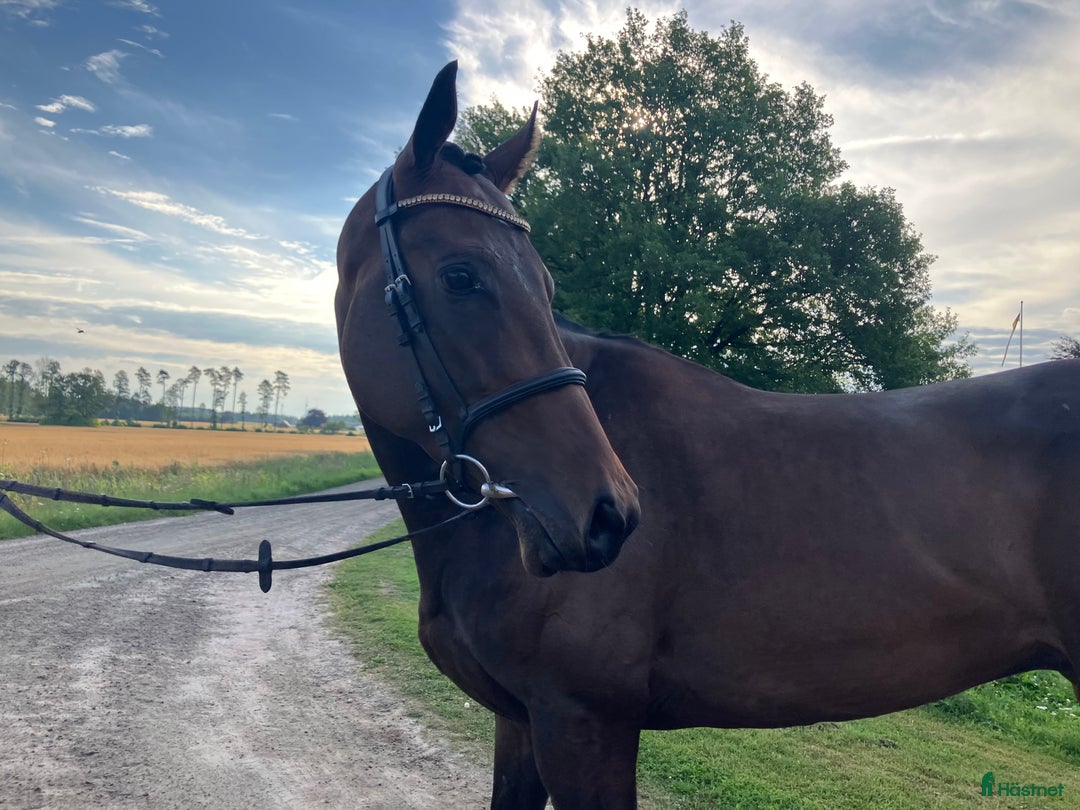 Allround hästar till salu: Fynd  i Skara - Annons 3