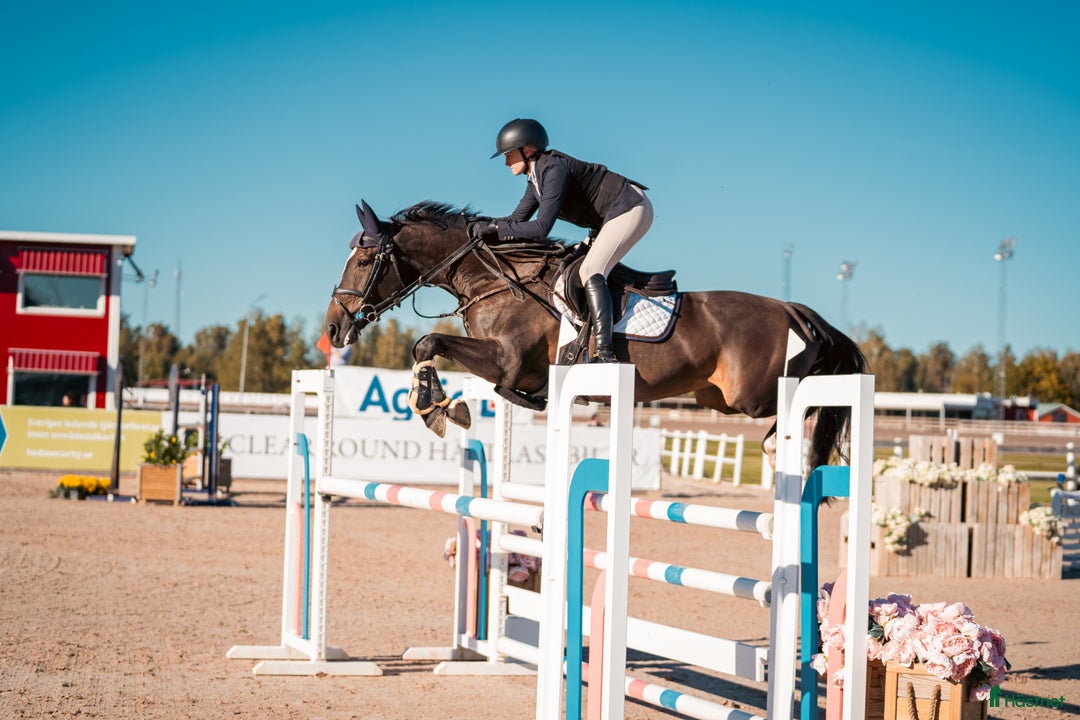 Hoppning hästar till salu: Tuff tjej i lyxförpackning  i Rimforsa - Annons 1