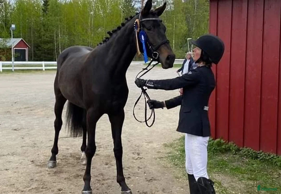Dressyr hästar till salu: Bästa ridkompis - Annons 1