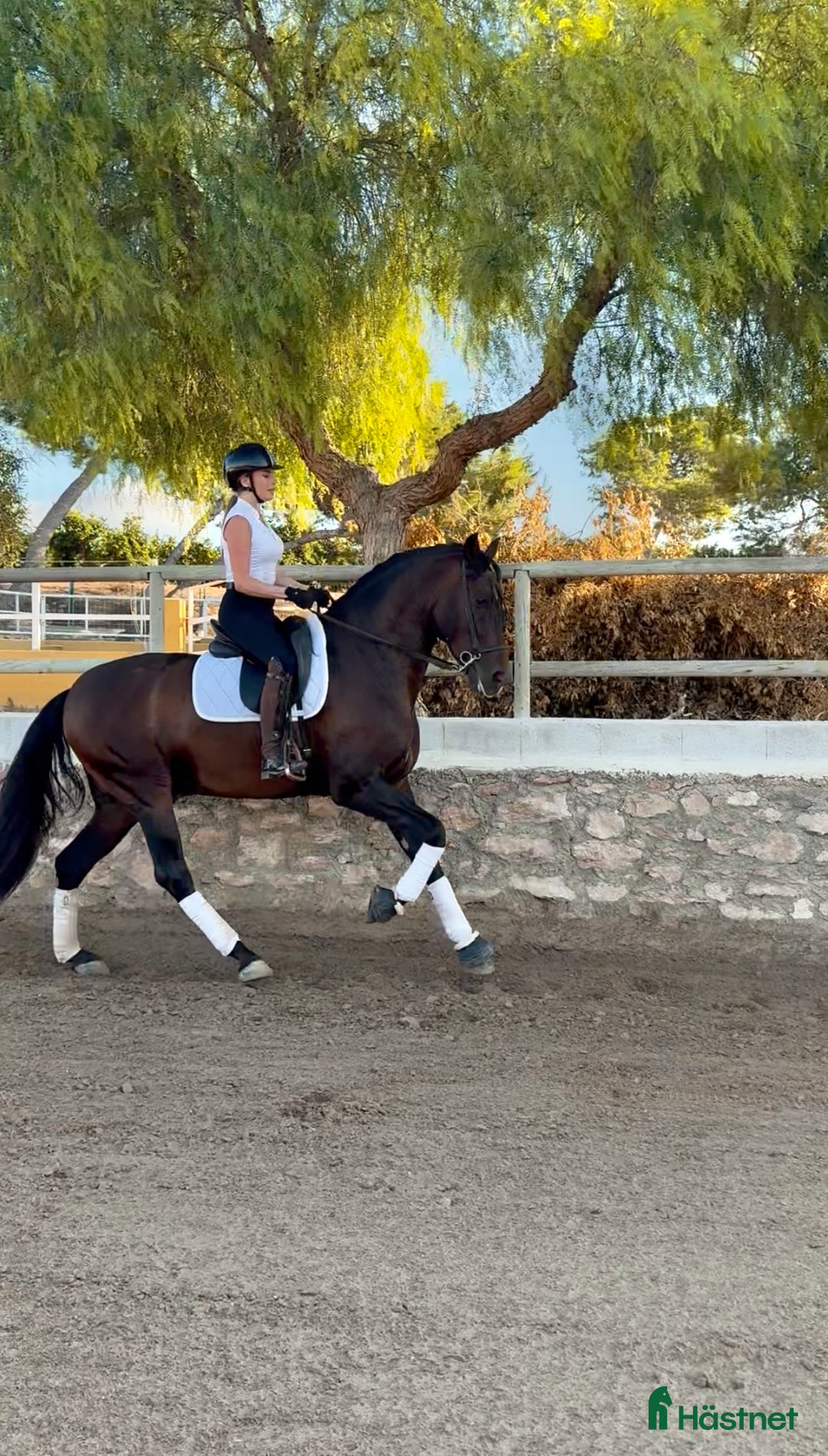 Dressyr hästar till salu: Superfin 5-årig PRE  i Alicante - Annons 1