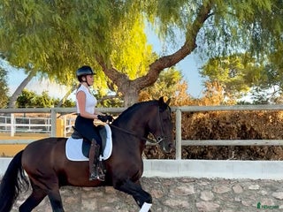 hästar Superfin 5-årig PRE i Alicante - Annons 6