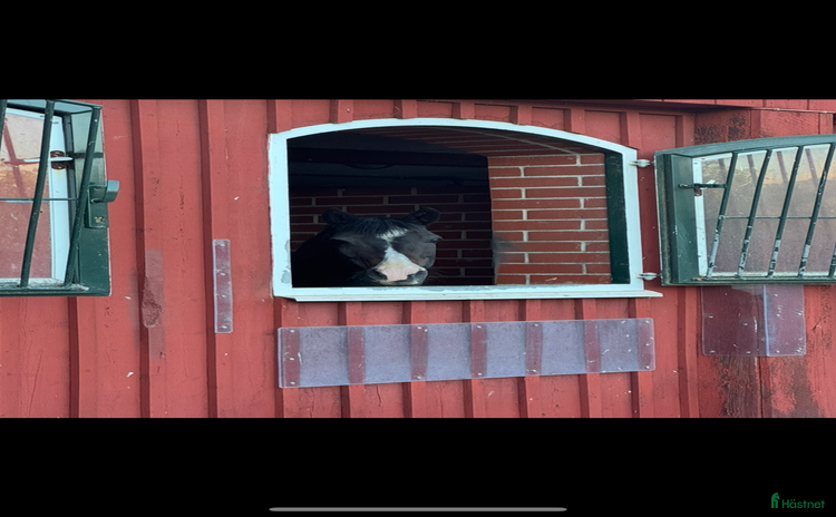  hästar i Björnlunda - Annons 14