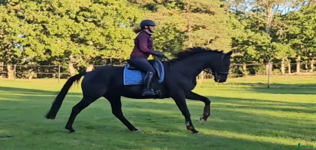 Galleribild {{count}}