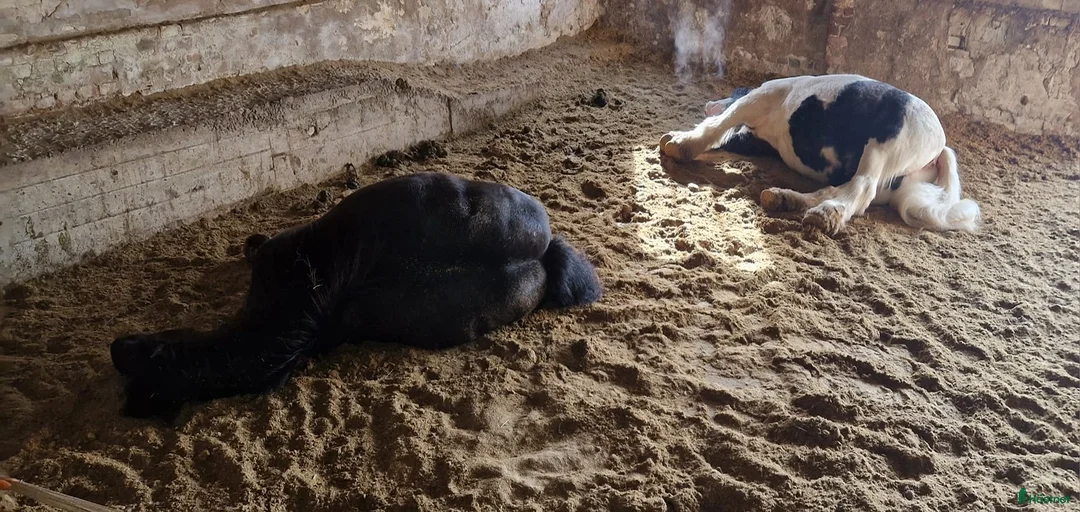 Galleribild {{count}}