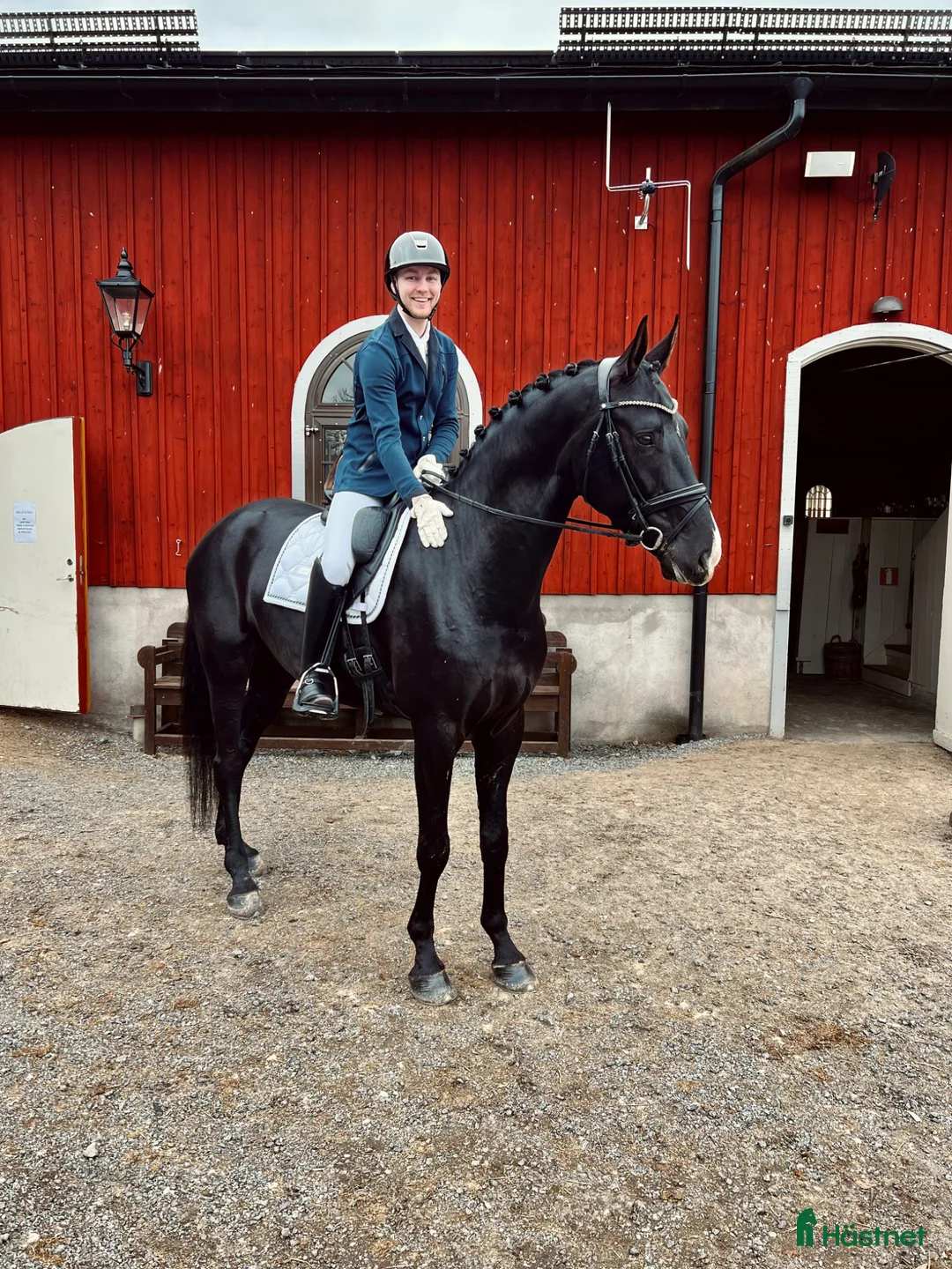 Dressyr hästar till salu: Talangfull häst som passar alla!  - Annons 13