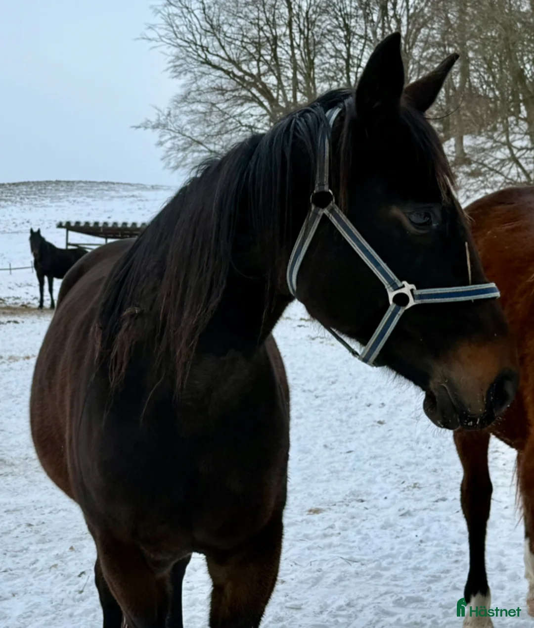 Trav hästar till salu: Bellatrix Club i Blentarp - Annons 2